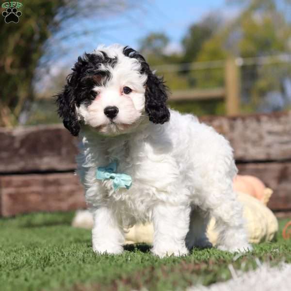 Max, Cavapoo Puppy
